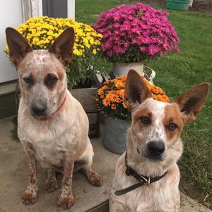 Meet your Posher, Tiffany